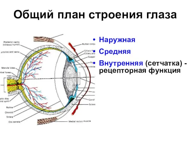 Общий план строения глаза Наружная Средняя Внутренняя (сетчатка) - рецепторная функция