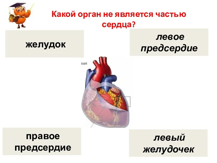 Какой орган не является частью сердца? желудок правое предсердие левое предсердие левый желудочек