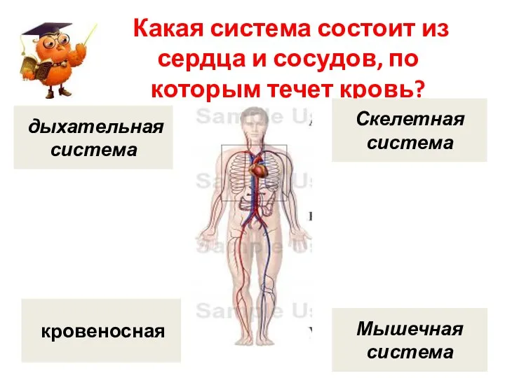 Какая система состоит из сердца и сосудов, по которым течет кровь? кровеносная дыхательная