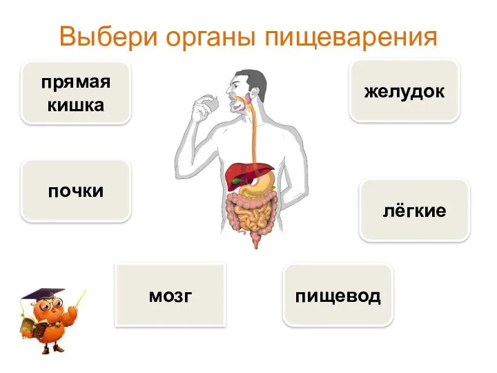 Выбери органы пищеварения прямая кишка пищевод желудок лёгкие почки мозг