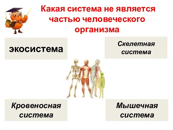 Какая система не является частью человеческого организма экосистема Кровеносная система Скелетная система Мышечная система