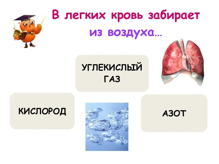 В легких кровь забирает из воздуха… КИСЛОРОД УГЛЕКИСЛЫЙ ГАЗ АЗОТ