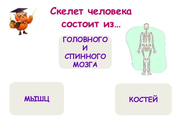 Скелет человека состоит из… КОСТЕЙ МЫШЦ ГОЛОВНОГО И СПИННОГО МОЗГА