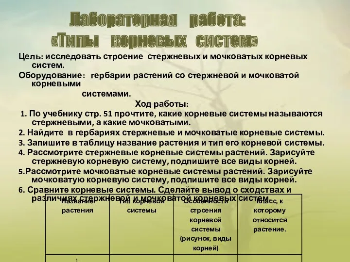 Цель: исследовать строение стержневых и мочковатых корневых систем. Оборудование: гербарии