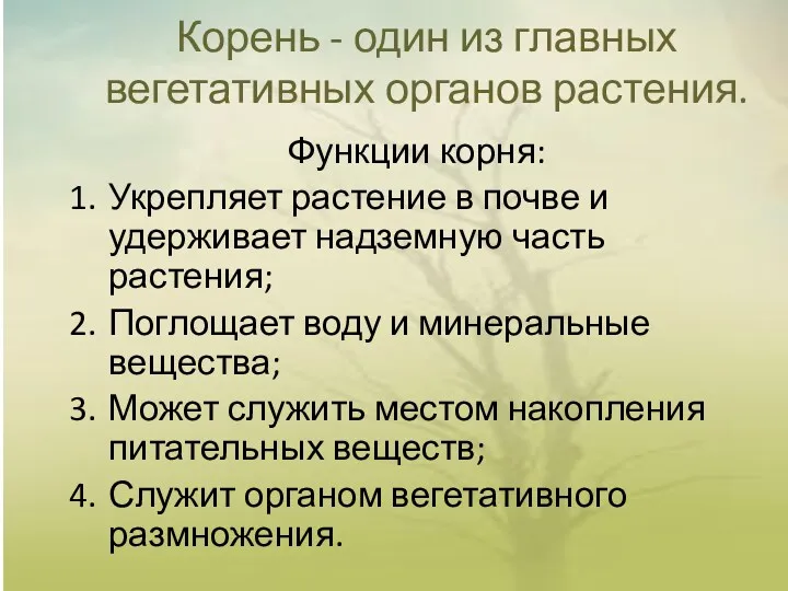 Корень - один из главных вегетативных органов растения. Функции корня: