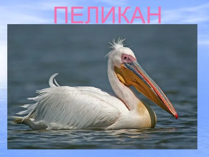 ПЕЛИКАН