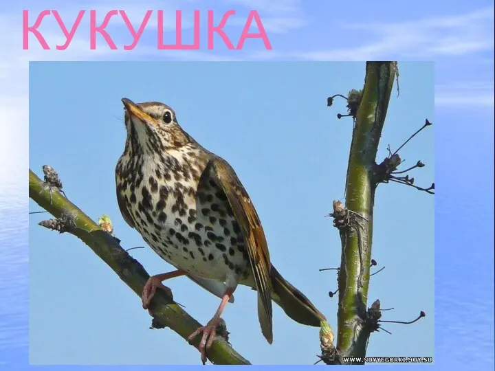 КУКУШКА