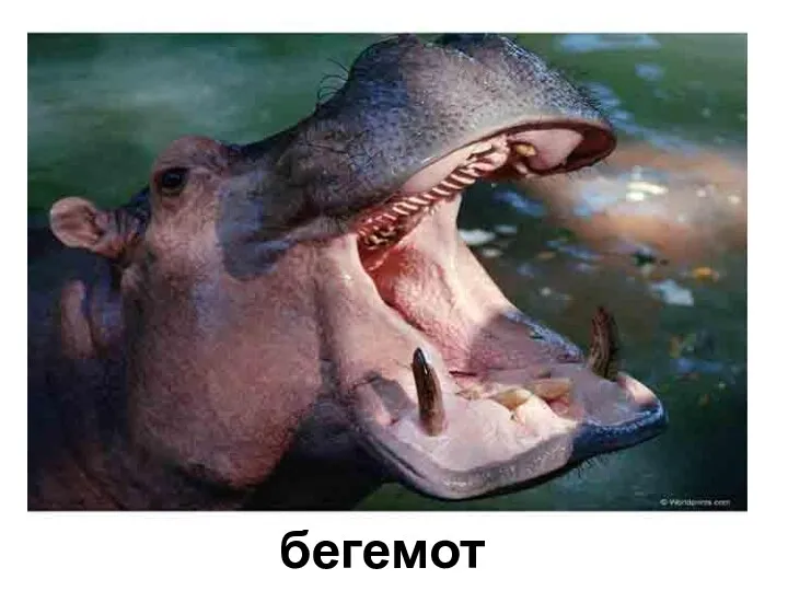 бегемот