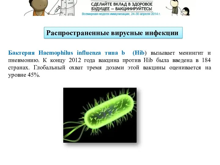 Распространенные вирусные инфекции Бактерия Haemophilus influenza типа b (Hib) вызывает менингит и пневмонию.
