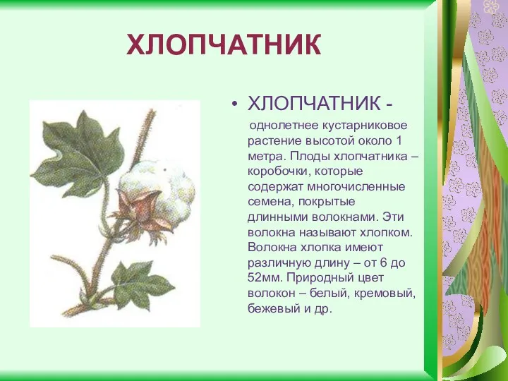ХЛОПЧАТНИК ХЛОПЧАТНИК - однолетнее кустарниковое растение высотой около 1 метра. Плоды хлопчатника –