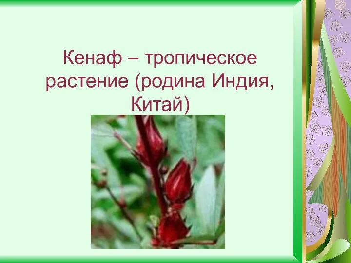 Кенаф – тропическое растение (родина Индия, Китай)