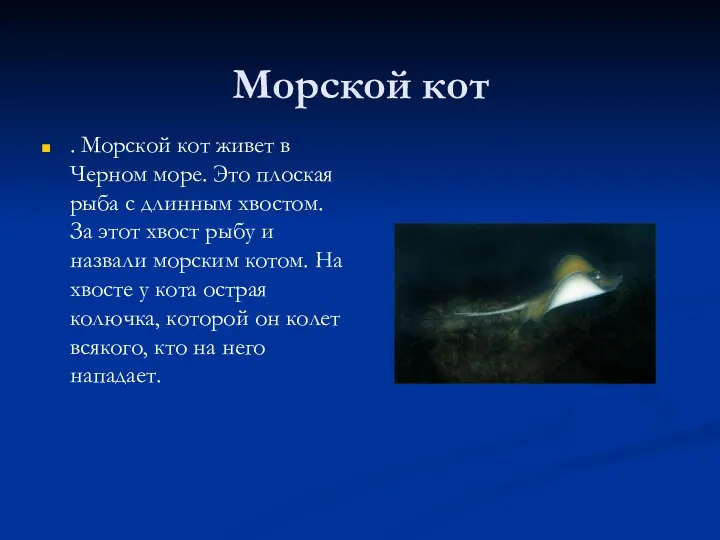 Морской кот . Морской кот живет в Черном море. Это