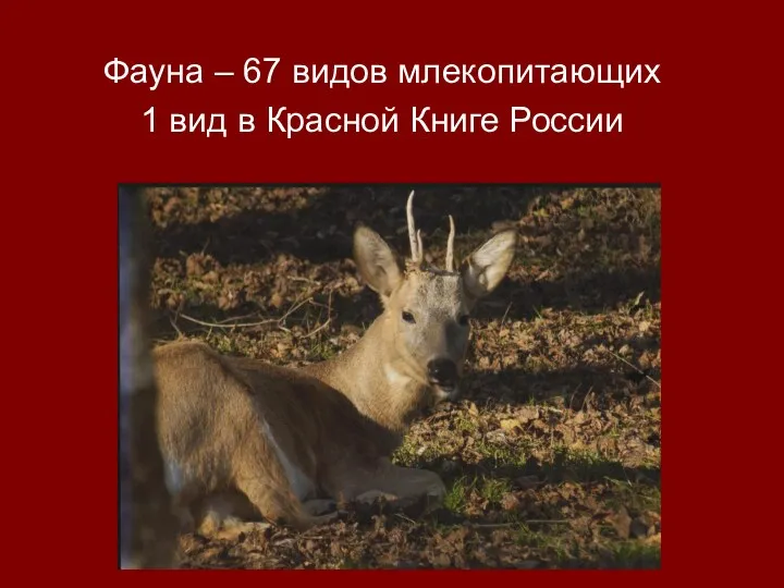 Фауна – 67 видов млекопитающих 1 вид в Красной Книге России