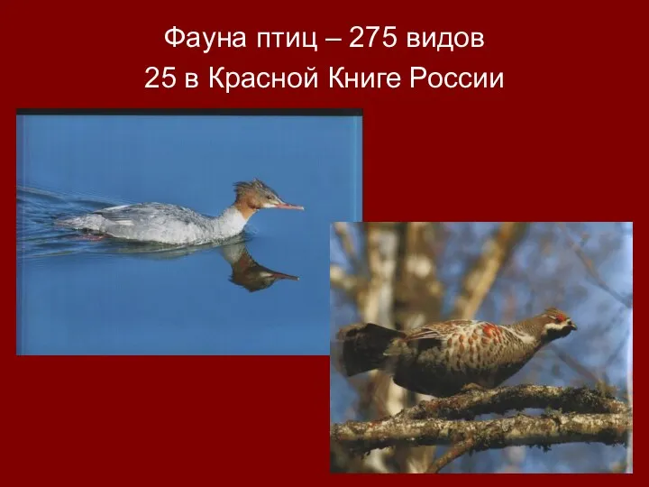 Фауна птиц – 275 видов 25 в Красной Книге России