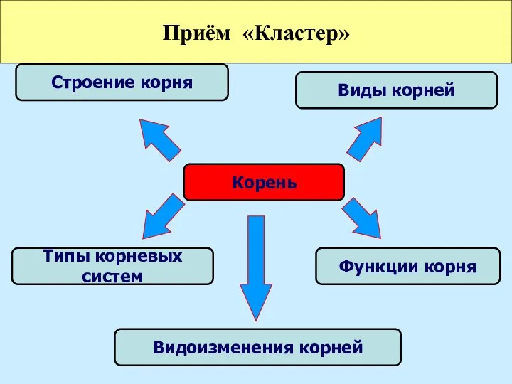 Строение корня Виды корней Типы корневых систем Функции корня Видоизменения корней Корень Приём «Кластер»