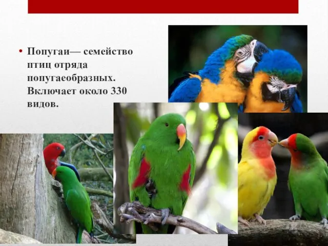 Попугаи— семейство птиц отряда попугаеобразных. Включает около 330 видов.