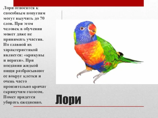 Лори Лори относятся к способным попугаям могут выучить до 70 слов. При этом
