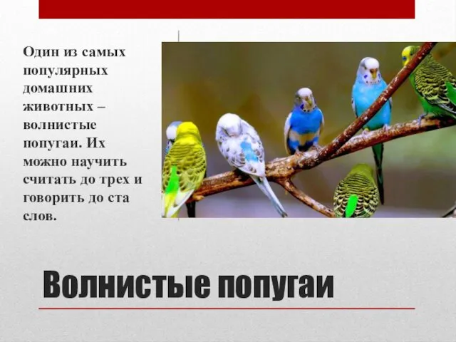 Волнистые попугаи Один из самых популярных домашних животных – волнистые