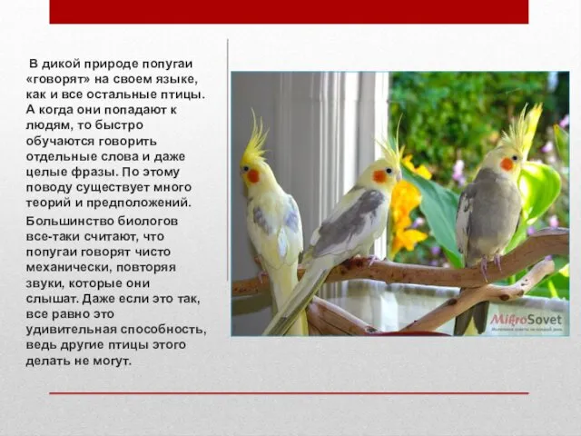 В дикой природе попугаи «говорят» на своем языке, как и все остальные птицы.