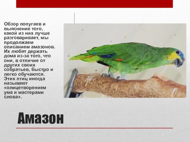 Амазон Обзор попугаев и выяснение того, какой из них лучше