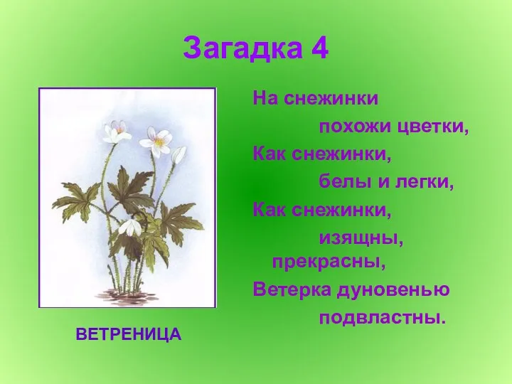 Загадка 4 На снежинки похожи цветки, Как снежинки, белы и легки, Как снежинки,