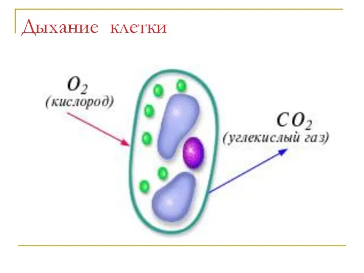 Дыхание клетки