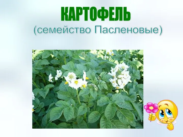 КАРТОФЕЛЬ (семейство Пасленовые)