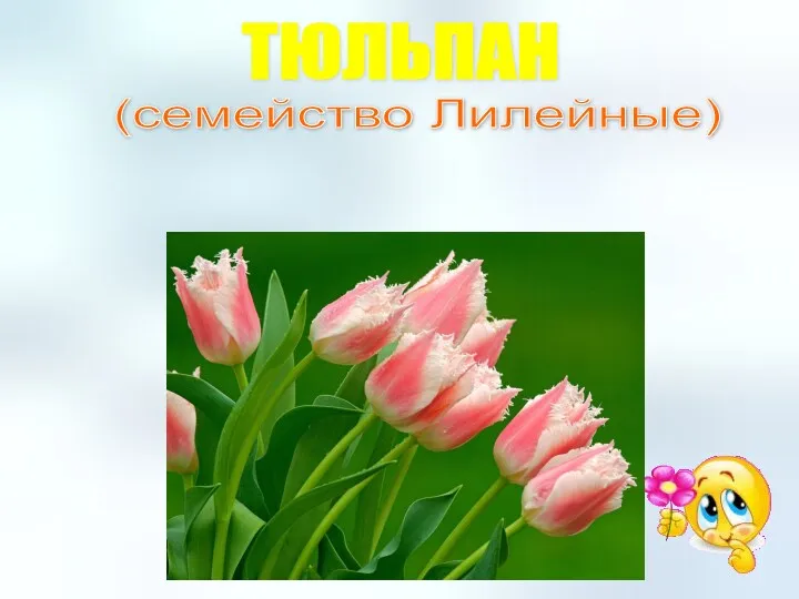 ТЮЛЬПАН (семейство Лилейные)