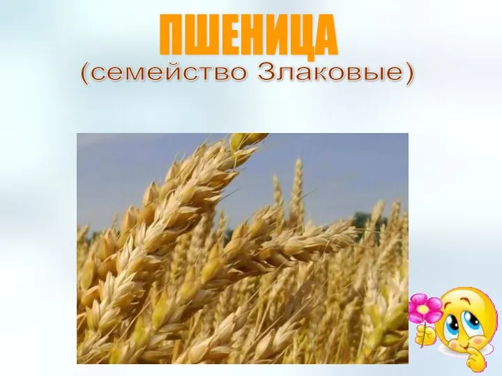 ПШЕНИЦА (семейство Злаковые)