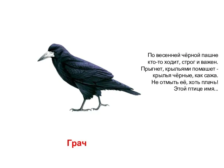 По весенней чёрной пашне кто-то ходит, строг и важен. Прыгнет,