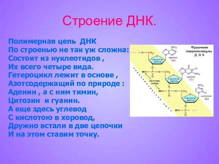 Строение ДНК. Полимерная цепь ДНК По строенью не так уж