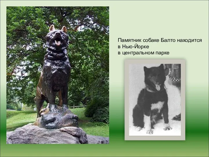 Памятник собаке Балто находится в Нью-Йорке в центральном парке