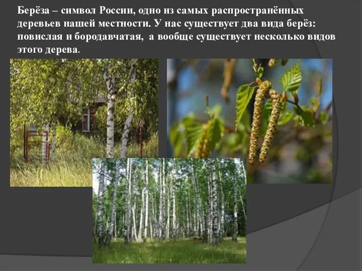 Берёза – символ России, одно из самых распространённых деревьев нашей