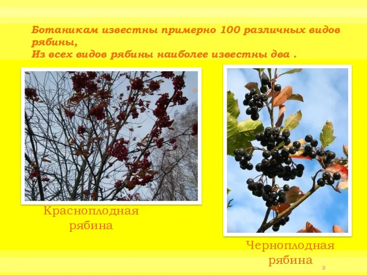 Красноплодная рябина Черноплодная рябина Ботаникам известны примерно 100 различных видов рябины, Из всех