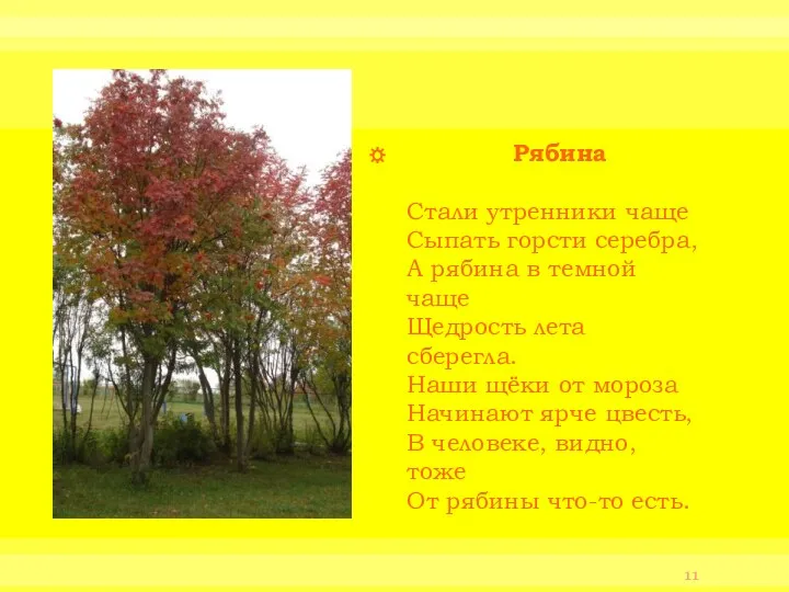 Рябина Стали утренники чаще Сыпать горсти серебра, А рябина в темной чаще Щедрость