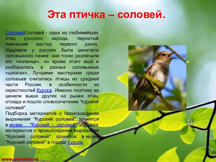 Эта птичка – соловей. СоловейСоловей - одна из любимейших птиц русского народа, пернатый