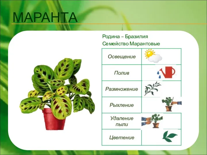 МАРАНТА Родина – Бразилия Семейство Марантовые