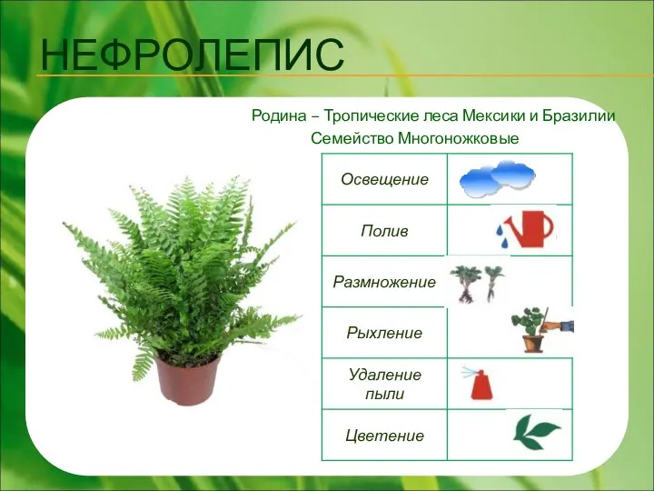 НЕФРОЛЕПИС Родина – Тропические леса Мексики и Бразилии Семейство Многоножковые