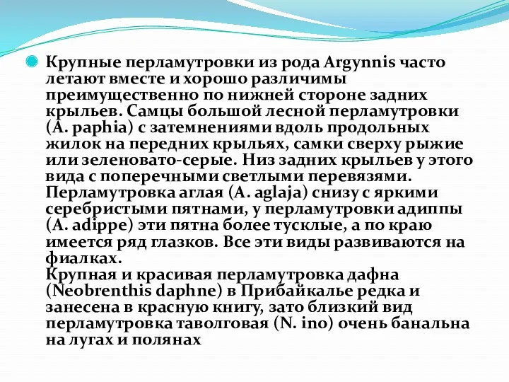 Крупные перламутровки из рода Argynnis часто летают вместе и хорошо