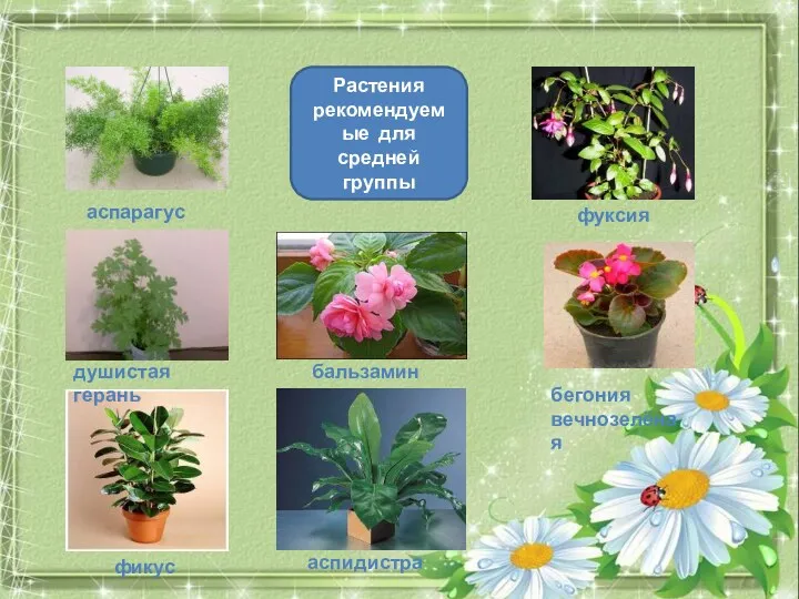 Растения рекомендуемые для средней группы аспарагус фуксия фикус душистая герань бегония вечнозелёная аспарагус бальзамин аспидистра