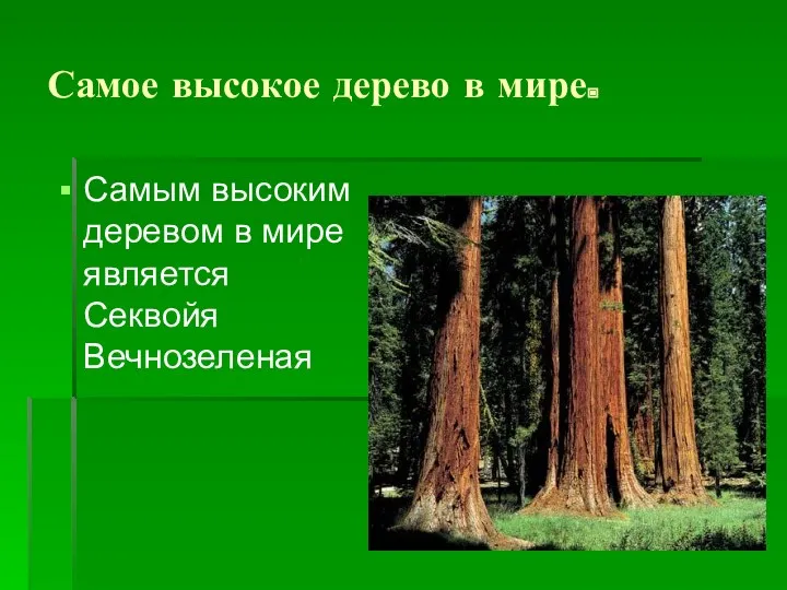 Самое высокое дерево в мире. Самым высоким деревом в мире является Секвойя Вечнозеленая