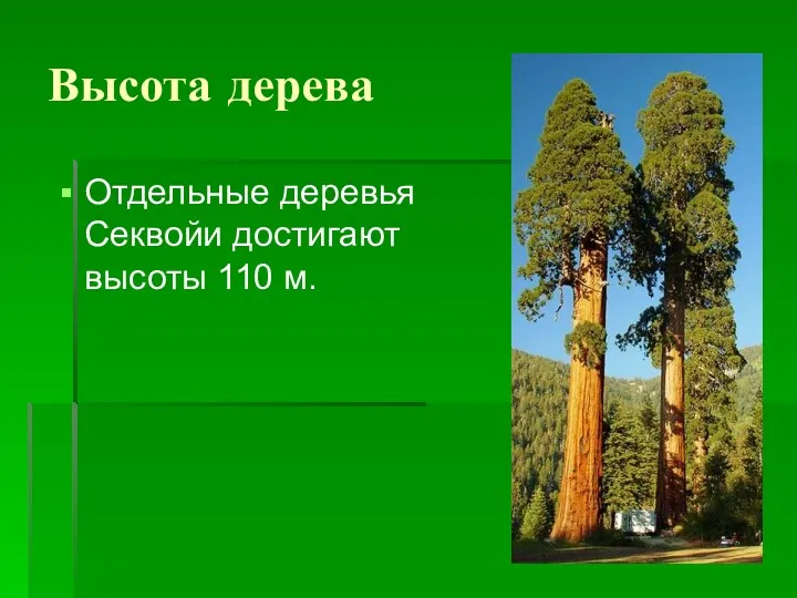 Высота дерева Отдельные деревья Секвойи достигают высоты 110 м.