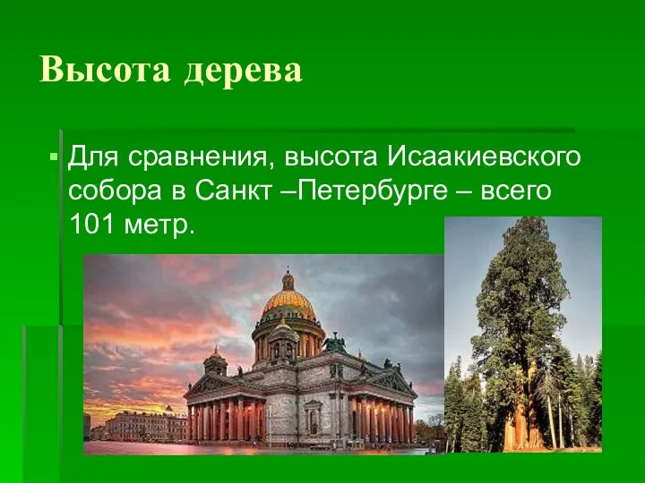 Высота дерева Для сравнения, высота Исаакиевского собора в Санкт –Петербурге – всего 101 метр.