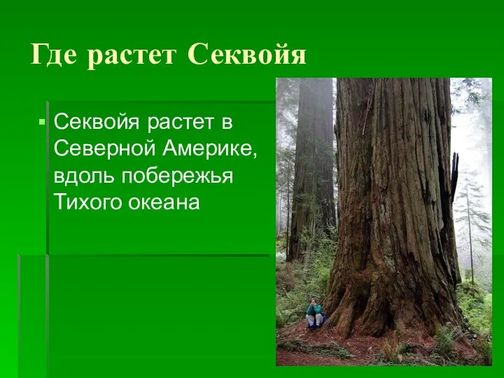 Где растет Секвойя Секвойя растет в Северной Америке, вдоль побережья Тихого океана