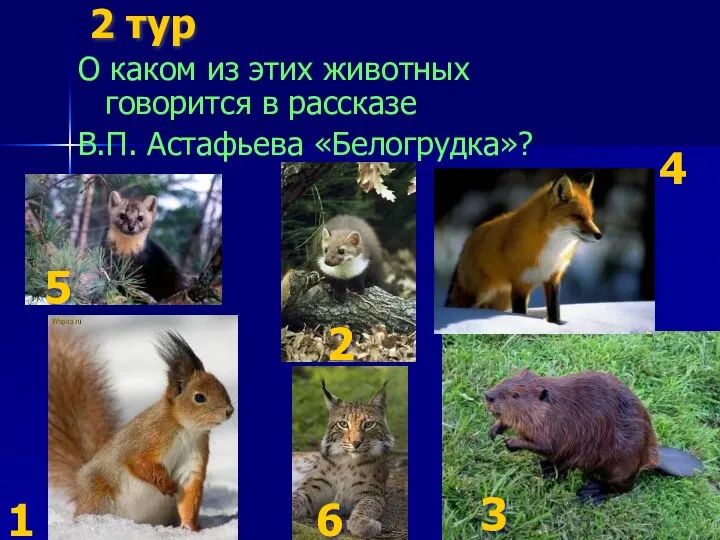 2 тур О каком из этих животных говорится в рассказе В.П. Астафьева «Белогрудка»?
