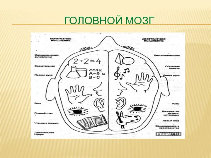 Головной мозг