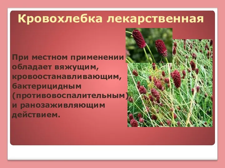 Кровохлебка лекарственная При местном применении обладает вяжущим, кровоостанавливающим, бактерицидным (противовоспалительным), и ранозаживляющим действием.