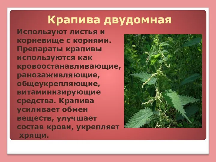 Крапива двудомная Используют листья и корневище с корнями. Препараты крапивы