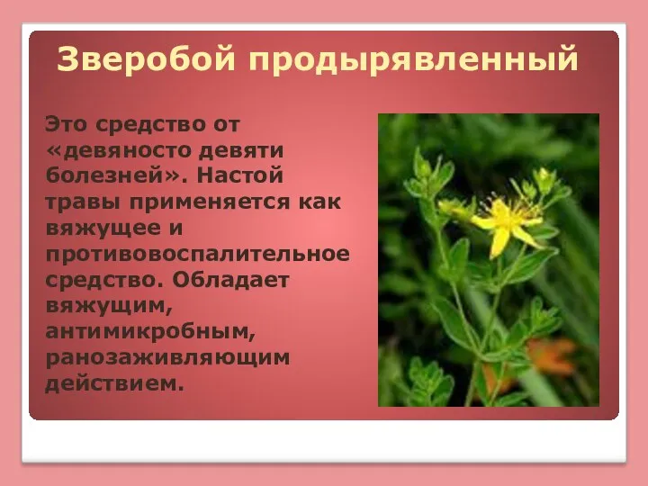 Зверобой продырявленный Это средство от «девяносто девяти болезней». Настой травы