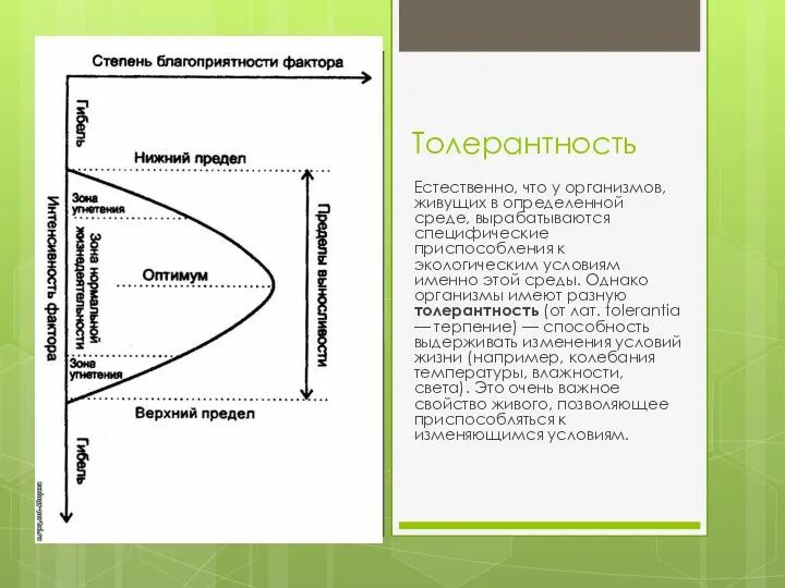 Толерантность Естественно, что у организмов, живущих в определенной среде, вырабатываются специфические приспособления к